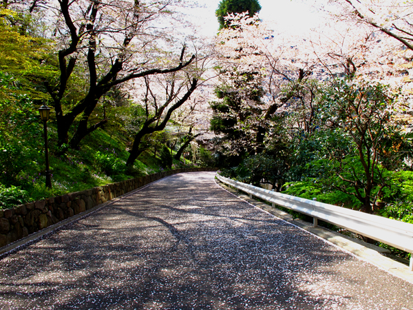 桜☆鳩山会館