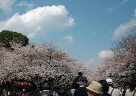 上野公園桜９.jpg