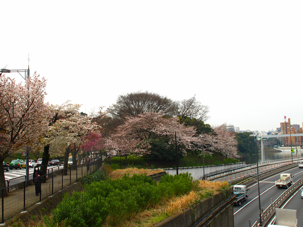 皇居外周の桜