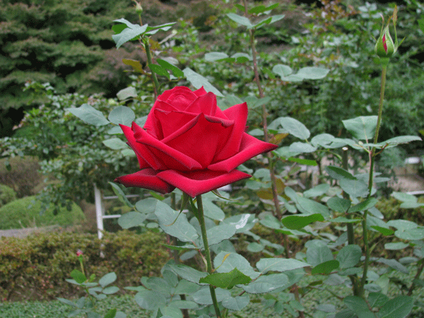 花　薔薇　熱情