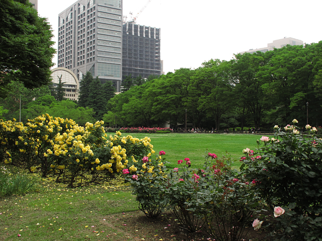 バラ花壇☆旧古河庭園