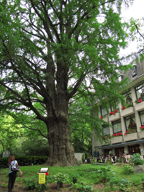 首かけイチョウ☆日比谷公園