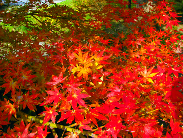 旧芝離宮恩賜庭園