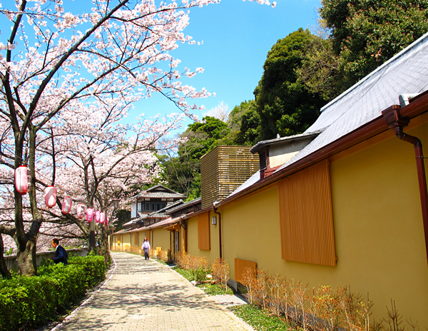 桜☆椿山荘前の通り