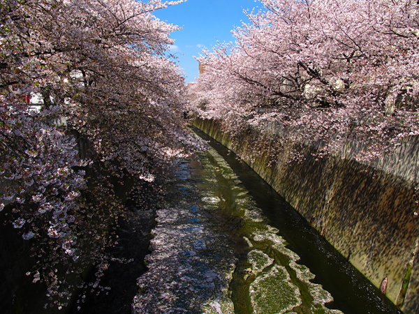 桜☆神田川沿いの桜並木