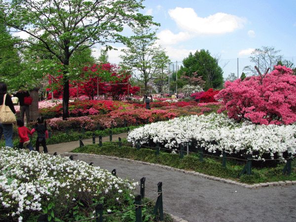 つつじめぐり☆平成つつじ公園