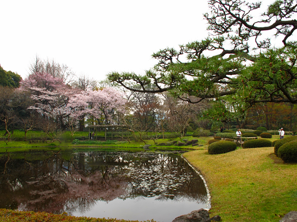 桜☆皇居二の丸庭園