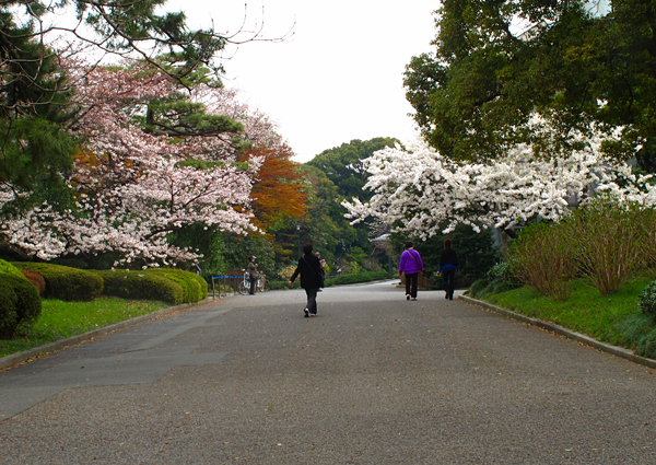 皇居東御苑の桜