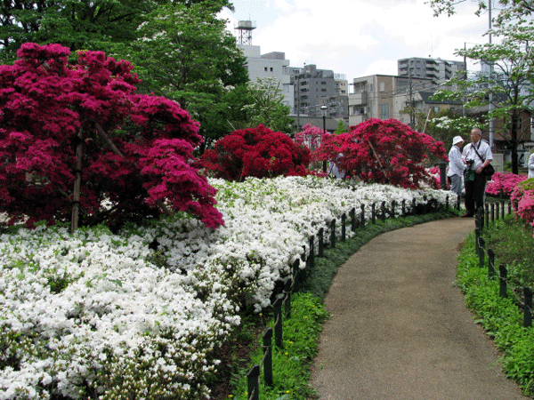 つつじめぐり☆平成つつじ公園