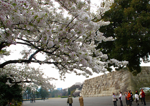 桜と天守台跡地☆皇居東御苑