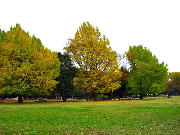 光が丘公園☆紅葉