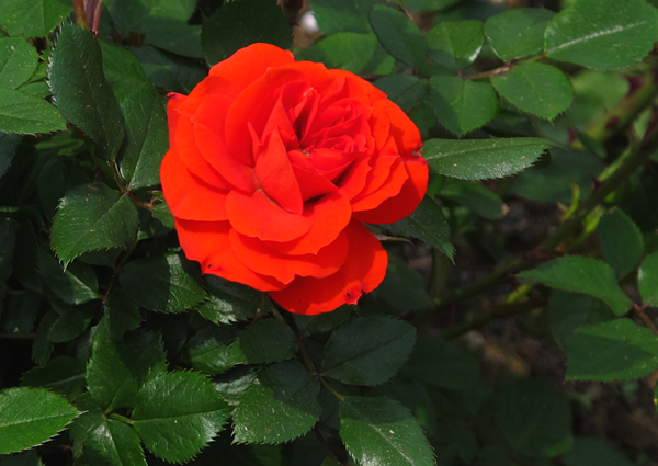 薔薇☆神代植物公園