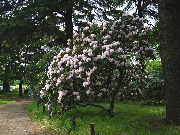 シャクナゲ☆神代植物公園