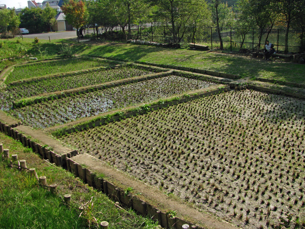 赤羽自然観察公園☆田圃