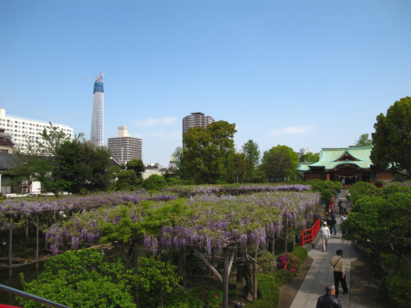 藤と東京スカイツリー