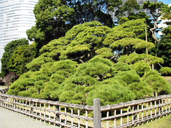 東京の風景