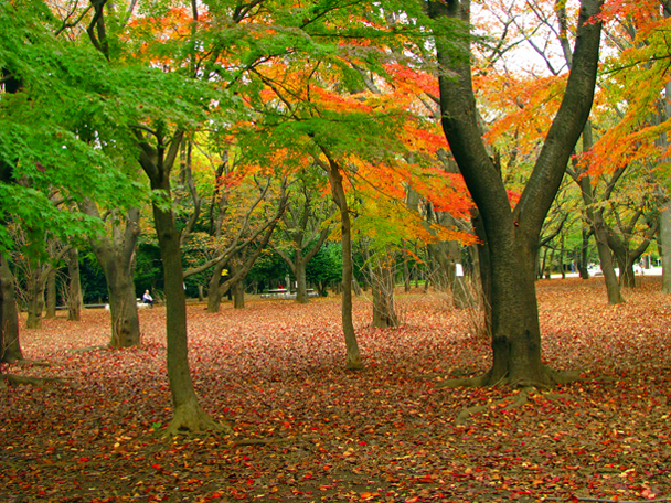 光が丘公園☆紅葉