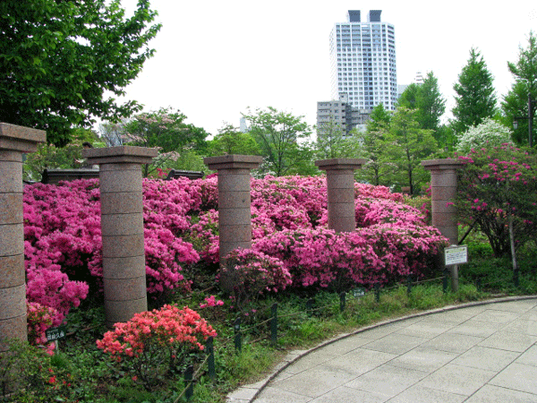 つつじめぐり☆平成つつじ公園