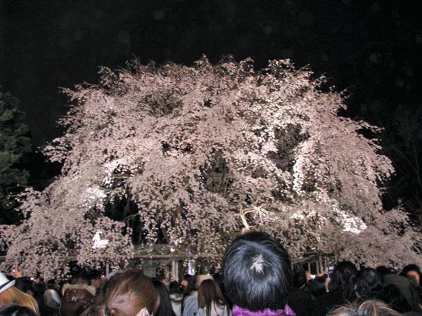 桜めぐり☆ライトアップ枝垂桜