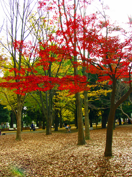 光が丘公園☆紅葉