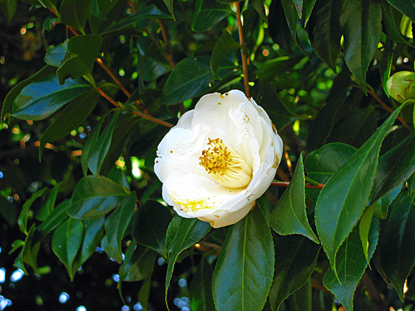 椿　天の川☆小石川植物園