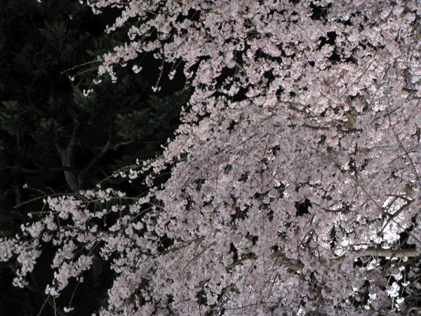 桜めぐり☆ライトアップ枝垂桜