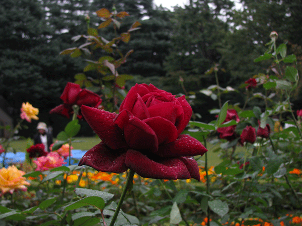 薔薇　オクラホマ