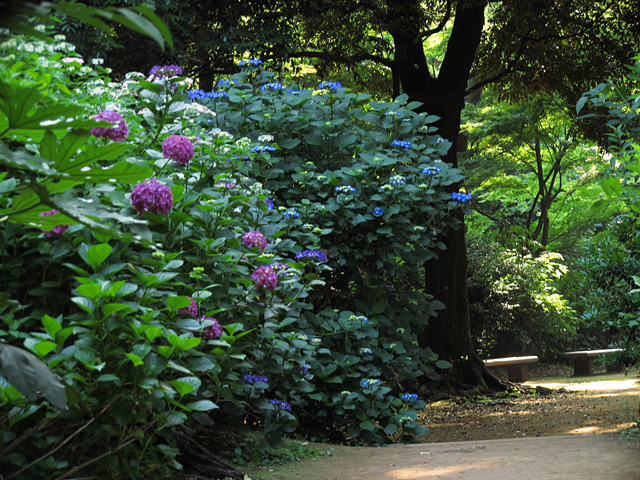 紫陽花☆六義園