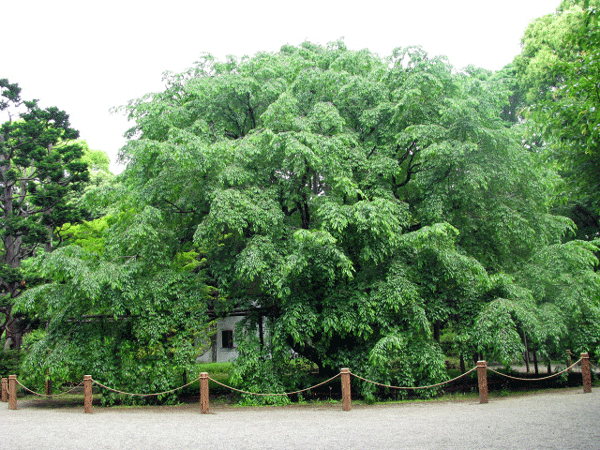 六義園の風景