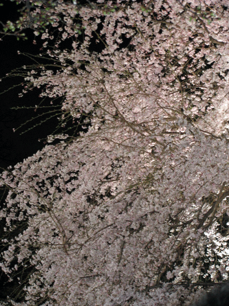 桜めぐり☆ライトアップ六義園