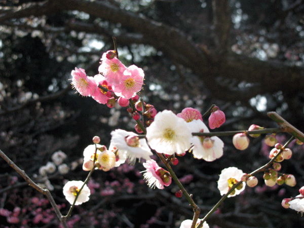 花　梅　浜離宮恩賜庭園