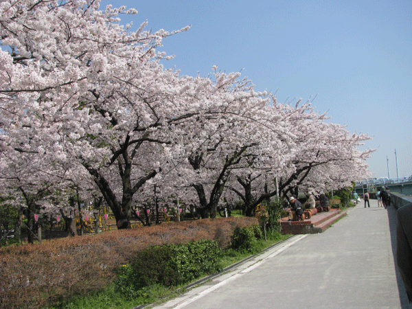 桜めぐり☆隅田川沿い