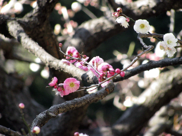 花　梅　思いのまま