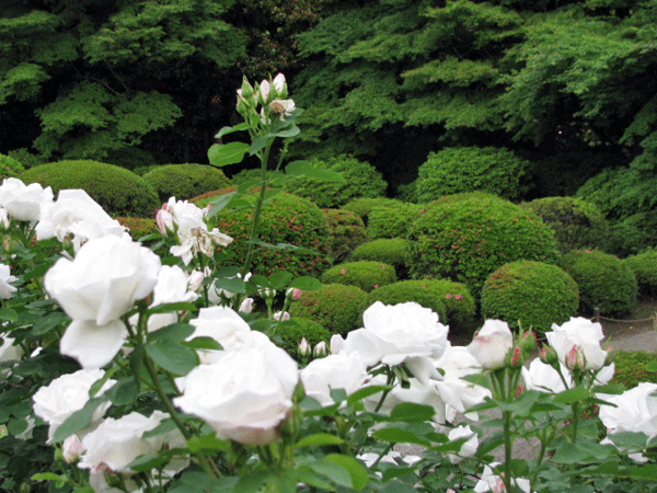 旧古河庭園　薔薇ライトアップ☆北区西ヶ原