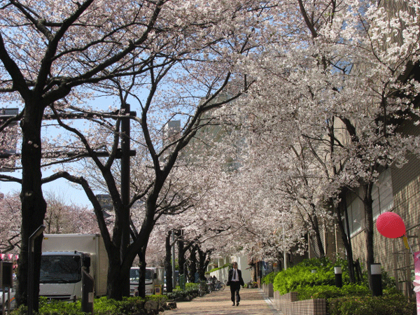 播磨坂　桜