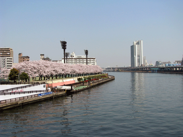 桜めぐり☆隅田川沿い