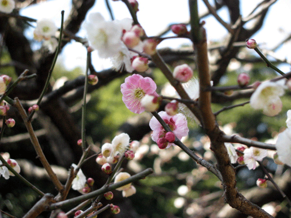 花　梅　思いのまま