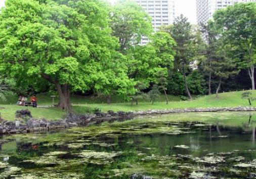 浜離宮恩賜庭園ボウアオノリ.jpg