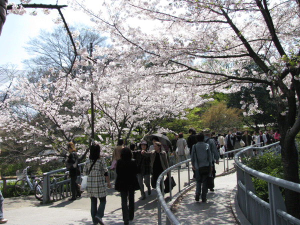 桜めぐり☆井の頭公園