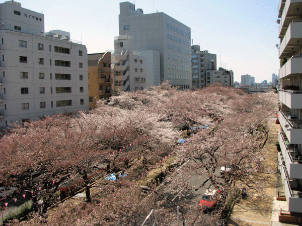 播磨坂　桜