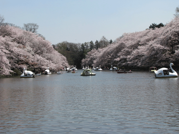 桜めぐり☆井の頭公園