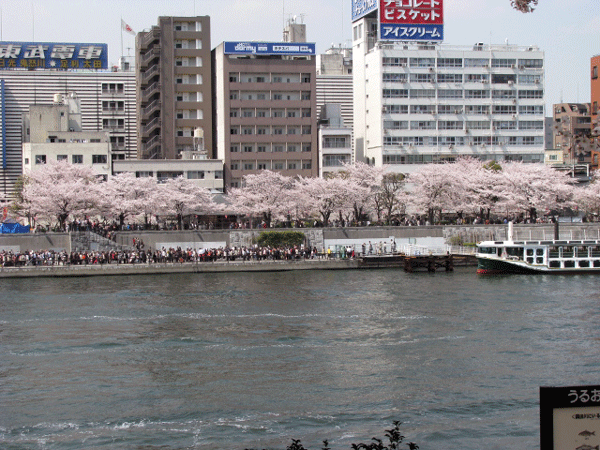 桜めぐり☆隅田川沿い