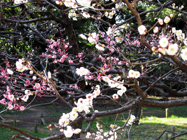 花　梅　「思いのまま」