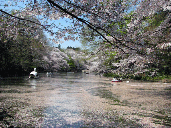 桜めぐり☆井の頭公園