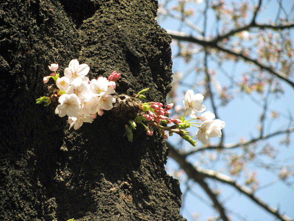 播磨坂　桜