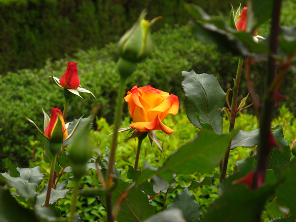 薔薇リオサンバ☆旧古河庭園