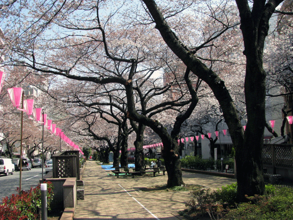 播磨坂　桜