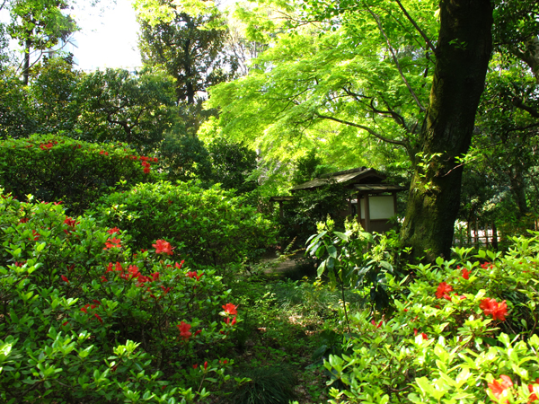 新緑☆六義園