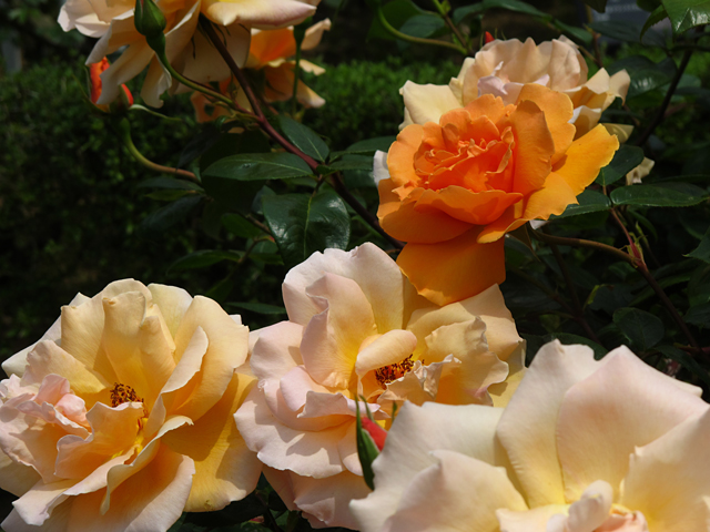 薔薇 ズブニールドアンネフランク☆旧古河庭園