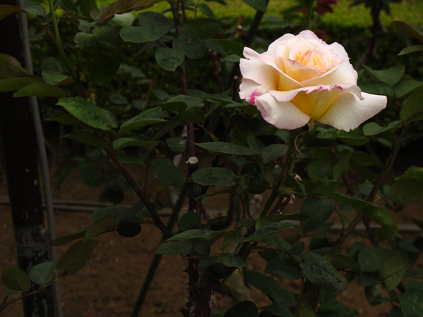 薔薇ガーデンパーティ☆旧古河庭園